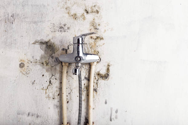 Best Office Mold Removal Services  in Bonneau Beach, SC