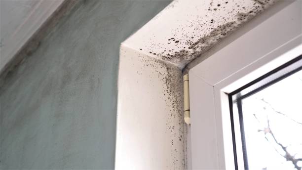 Best Mold Damage Repair  in Bonneau Beach, SC