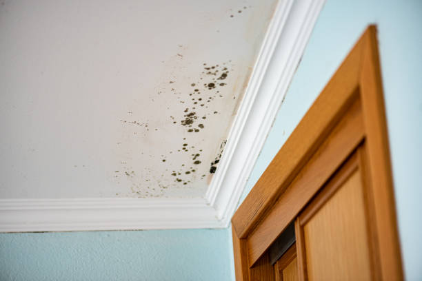Mold Testing and Removal in Bonneau Beach, SC