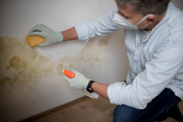 Best Commercial Mold Removal  in Bonneau Beach, SC