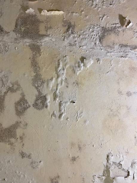 Home Mold Removal in Bonneau Beach, SC
