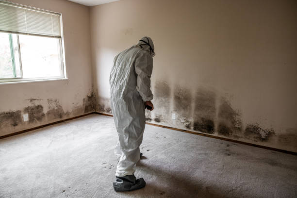 Best Local Mold Removal Service  in Bonneau Beach, SC