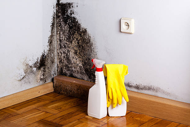 Crawl Space Mold Removal in Bonneau Beach, SC