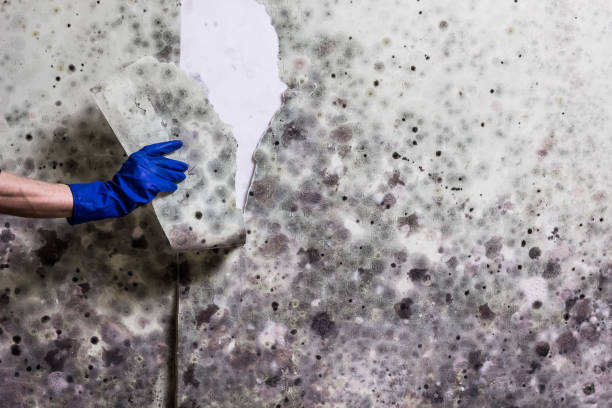 Best Emergency Mold Removal  in Bonneau Beach, SC